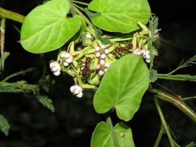 Ectatomma tuberculatum photo 104