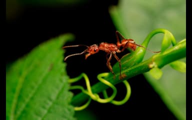 Ectatomma tuberculatum photo 107