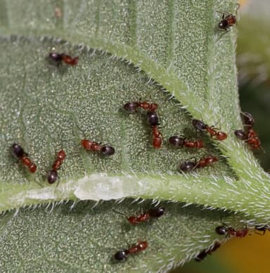 Forelius pruinosus photo 19
