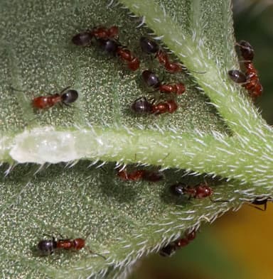 Forelius pruinosus photo 20