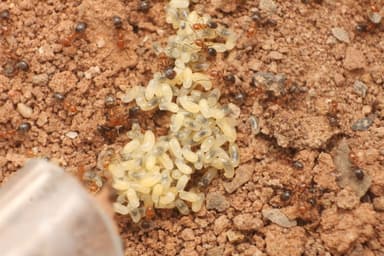 Forelius pruinosus photo 21