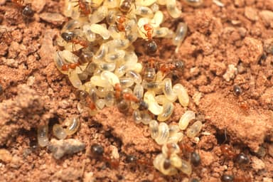 Forelius pruinosus photo 24