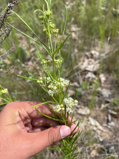 Forelius pruinosus photo 25