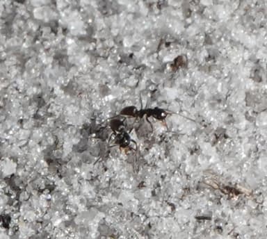 Forelius pruinosus photo 26
