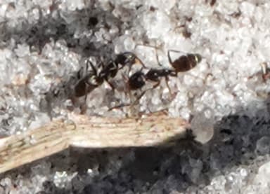 Forelius pruinosus photo 27