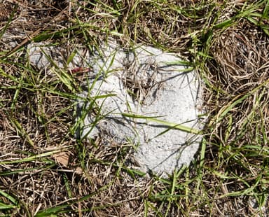 Forelius pruinosus photo 28