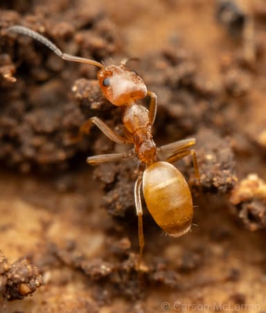 Forelius pruinosus photo 30