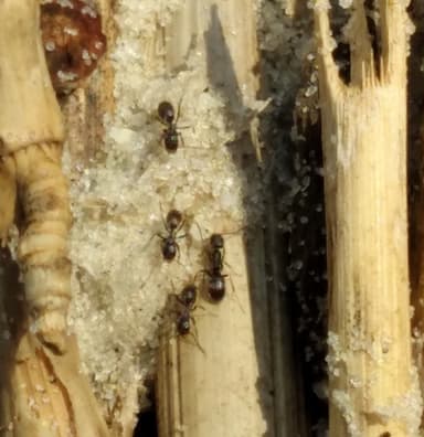 Forelius pruinosus photo 32