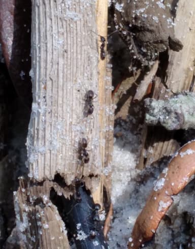 Forelius pruinosus photo 33