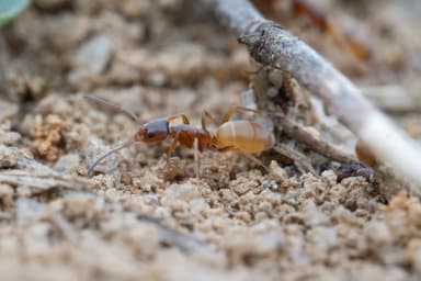Forelius pruinosus photo 34
