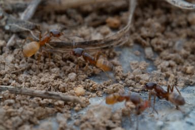 Forelius pruinosus photo 35