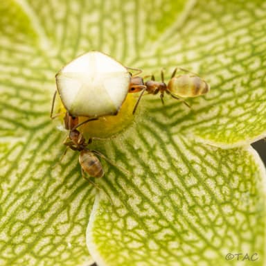 Forelius pruinosus photo 36