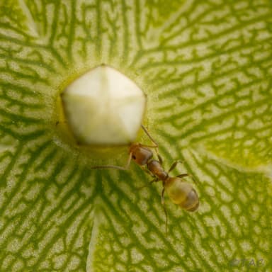 Forelius pruinosus photo 37