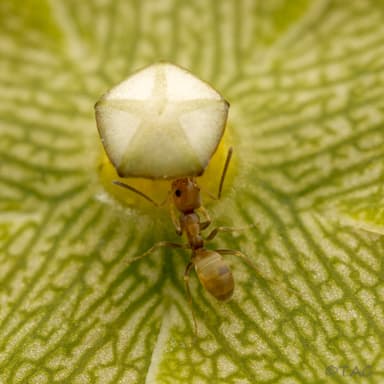 Forelius pruinosus photo 38