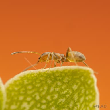 Forelius pruinosus photo 39