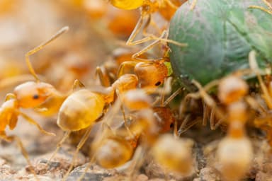 Forelius pruinosus photo 41