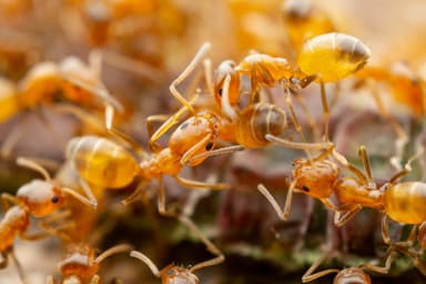 Forelius pruinosus photo 42