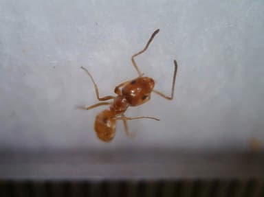 Forelius pruinosus photo 45