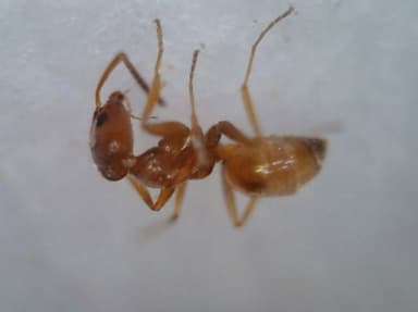 Forelius pruinosus photo 46
