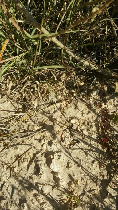 Forelius pruinosus photo 47