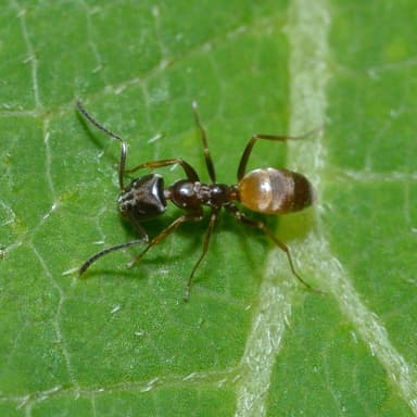 Forelius pruinosus photo 48