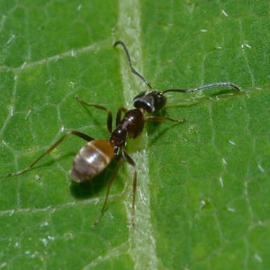 Forelius pruinosus photo 49