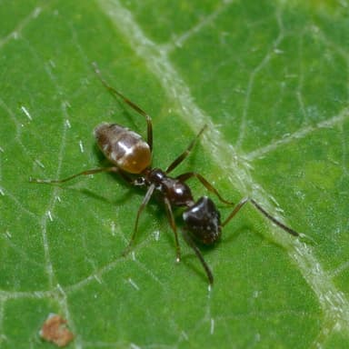 Forelius pruinosus photo 50