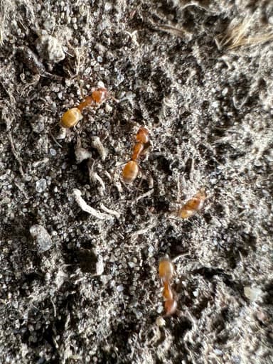 Forelius pruinosus photo 51