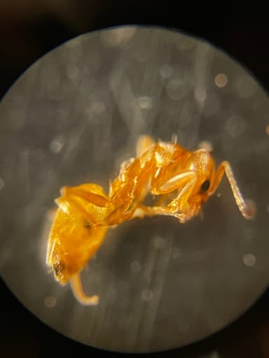 Forelius pruinosus photo 52