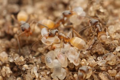 Forelius pruinosus photo 53