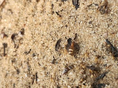 Forelius pruinosus photo 54