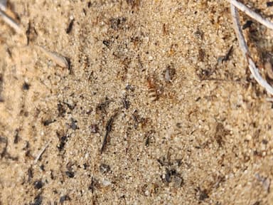 Forelius pruinosus photo 55