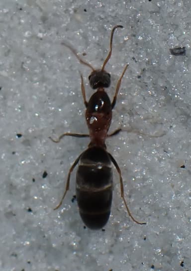 Forelius pruinosus photo 56