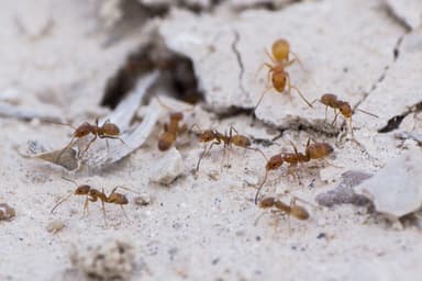 Forelius pruinosus photo 58