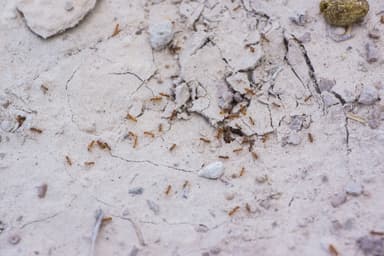 Forelius pruinosus photo 59