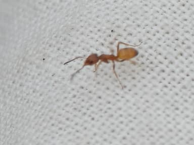 Forelius pruinosus photo 60