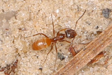 Forelius pruinosus photo 61