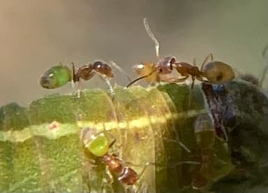 Forelius pruinosus photo 62