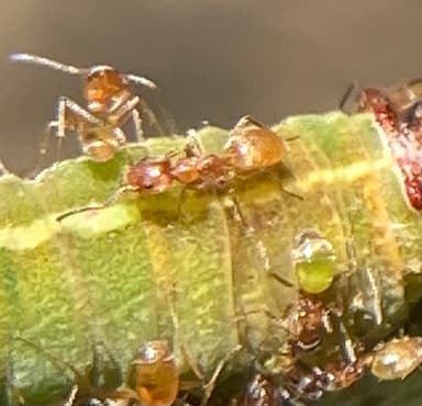 Forelius pruinosus photo 63