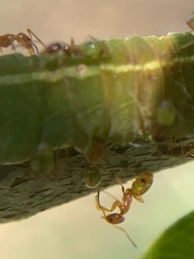 Forelius pruinosus photo 64