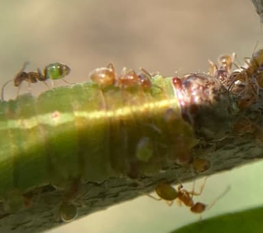 Forelius pruinosus photo 65