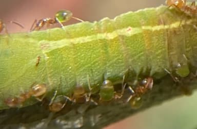 Forelius pruinosus photo 66
