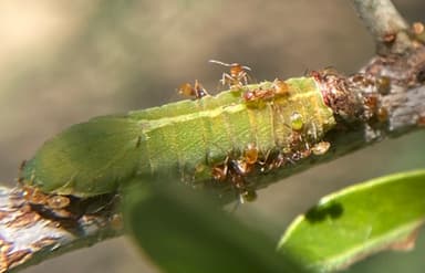 Forelius pruinosus photo 67