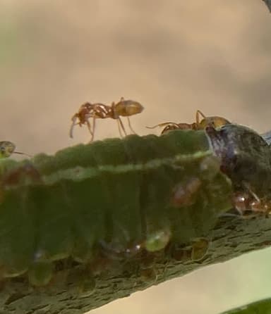 Forelius pruinosus photo 68