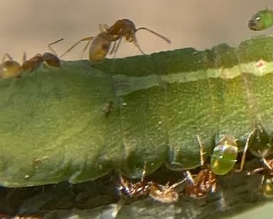 Forelius pruinosus photo 69