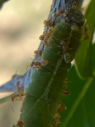 Forelius pruinosus photo 70