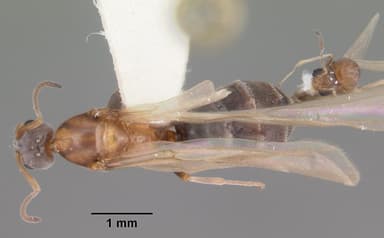 Forelius pruinosus — queen photo 4