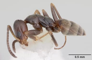 Forelius pruinosus — queen photo 5