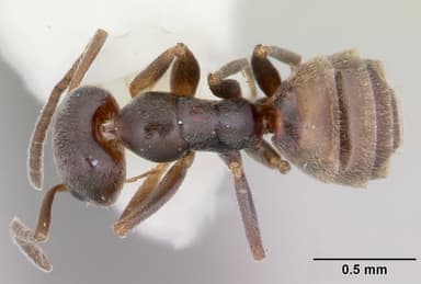 Forelius pruinosus — queen photo 6
