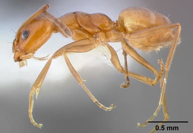 Forelius pruinosus — queen photo 7